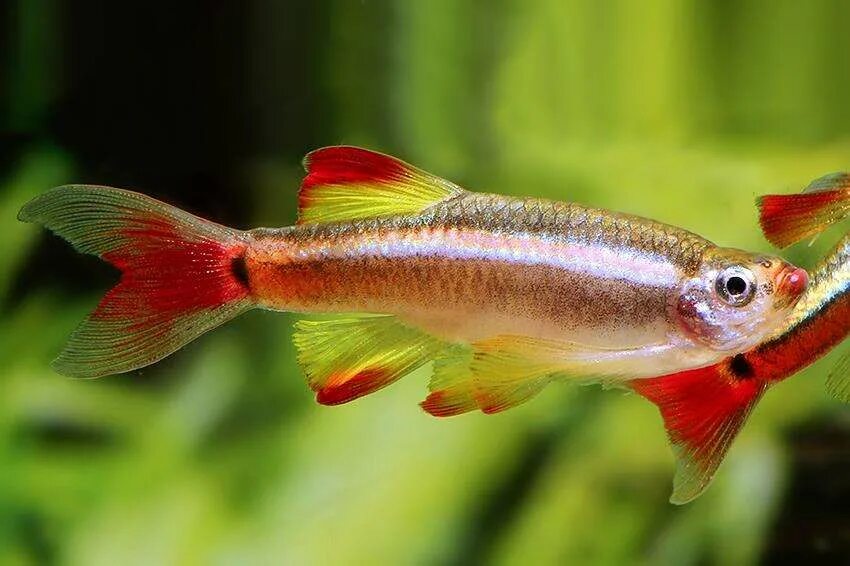 Кардинал золотой рыбка аквариумная фото Королевский Кардинал: очаровательная рыбка Природная галерея Фотогалерея природы