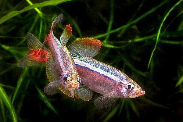 Кардиналы аквариумные рыбки фото и описание Кардинал (Tanichthys albonubes) 2-2,5 см купить за 26 руб. - ZOOMIX