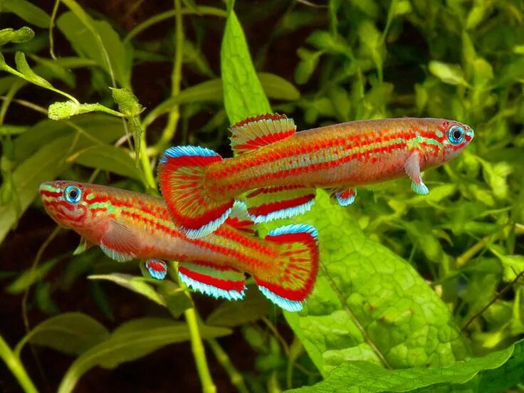 Кардиналы аквариумные рыбки фото и описание Aphyosemion primigenium Cool fish, Freshwater fish, Tropical freshwater fish