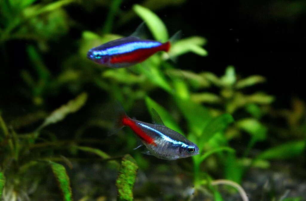 Кардиналы аквариумные рыбки фото и описание Файл:Cardinal tetra & neon tetra.jpg - Википедия