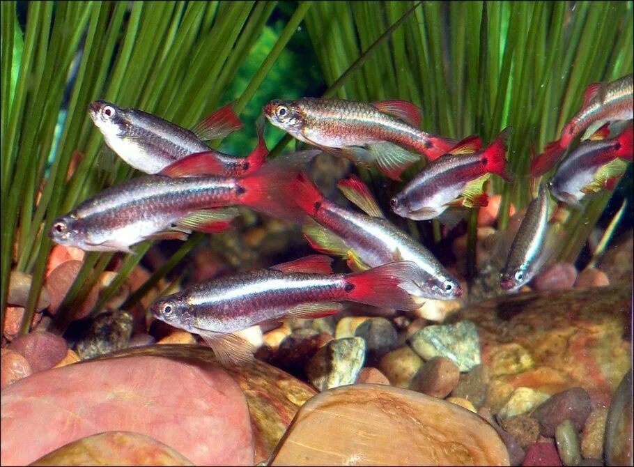 Кардиналы аквариумные рыбки фото и описание Meteor Minnows Fresh water fish tank, Tropical fish tanks, Cloud fish