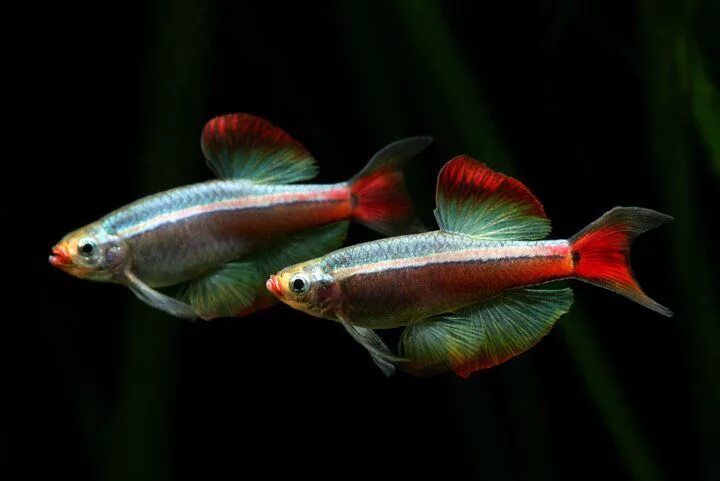 Кардиналы аквариумные рыбки фото и описание Beautiful White Cloud Mountain Minnow
