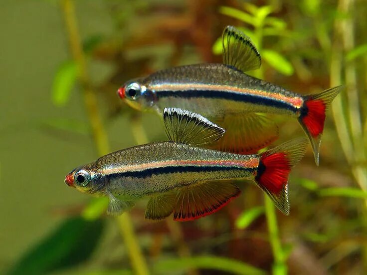 Кардиналы аквариумные рыбки фото и описание Tanichthys micagemmae (4) Aquarium fish, Tropical fish aquarium, Freshwater aqua