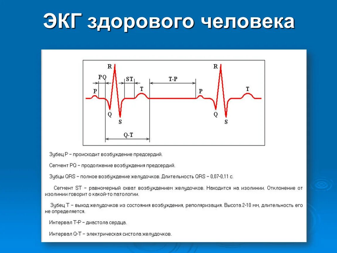 Кардиограмма сердца здорового человека фото и описание Строение и работа сердца