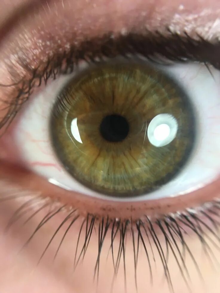 Каре зелено серые глаза фото Dark Winter eye Hazel green eyes, Dark hazel eyes, Olive green eyes