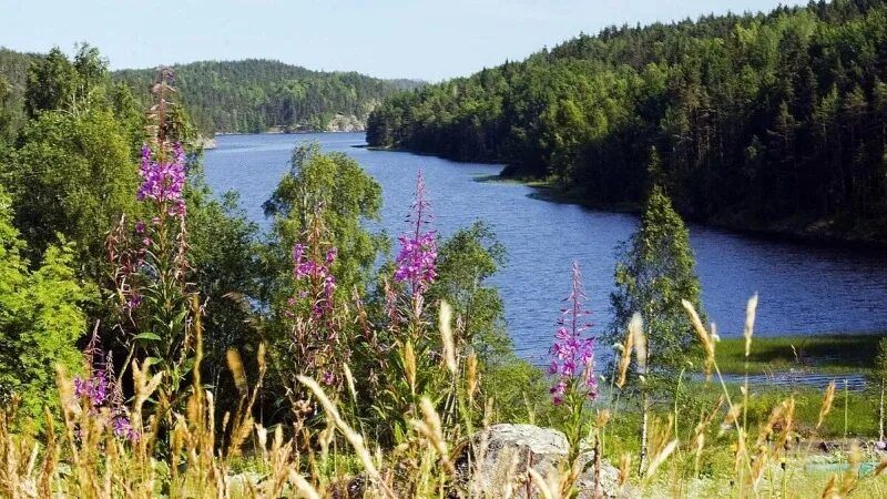 Карелия фото природы летом Тур в Карелию из Пскова на автобусе (6 дней) Славянский тур
