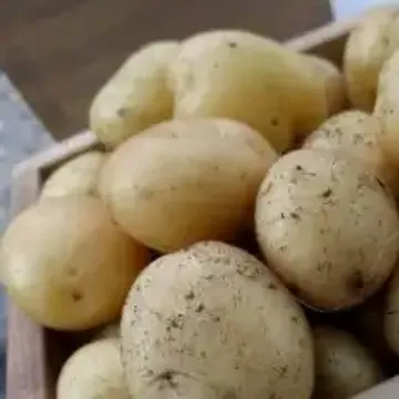 Карелия картофель фото Сорт карелия картофель отзывы - 89 фото