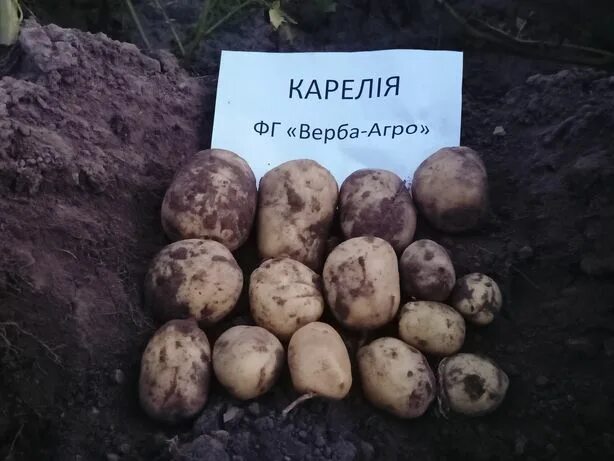 Карелия картофель фото Района - Сад / город в Понорниця - OLX.ua