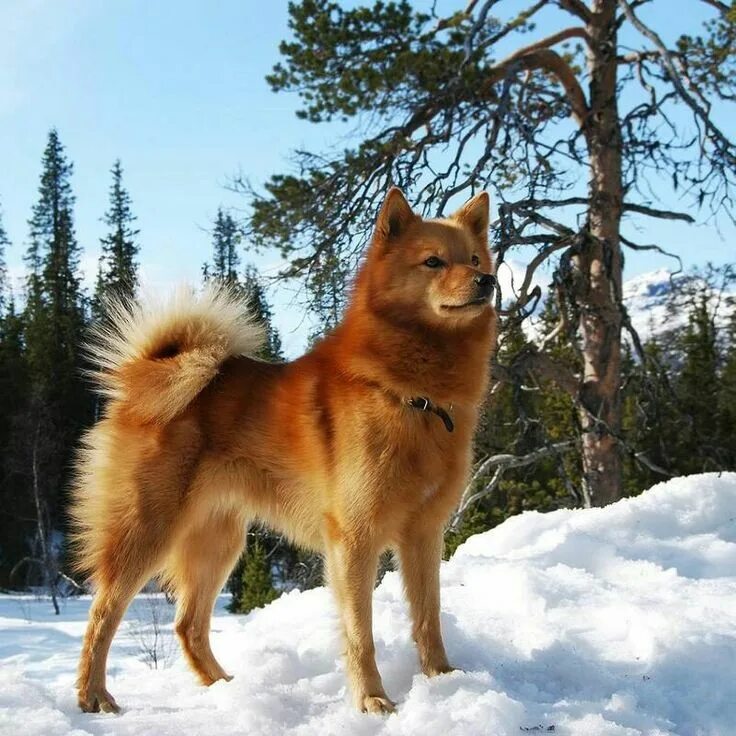 Карело финская лайка фото и цена щенка Pin by Миша Иванов on собаки Spitz dogs, Spitz dog breeds, Dogs