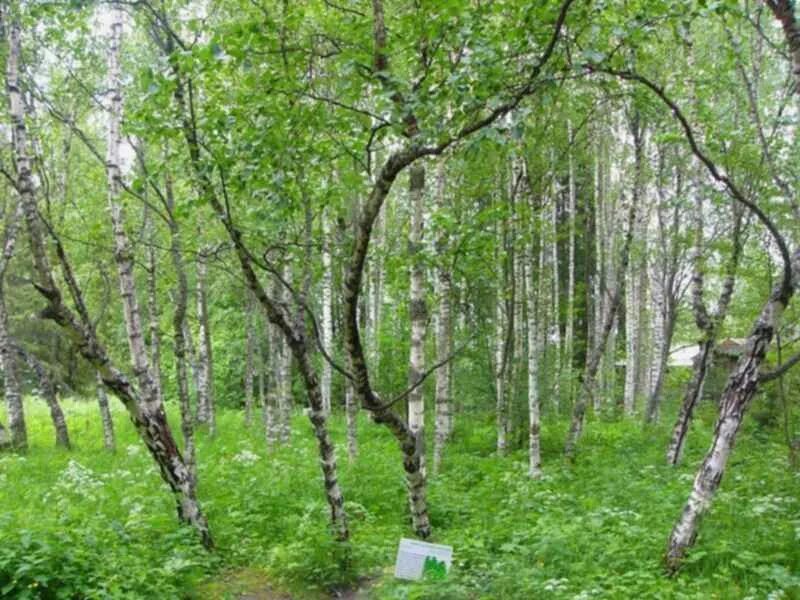 Карельская береза фото в природе Зачем на БМП бревно? : Армейский Раздел