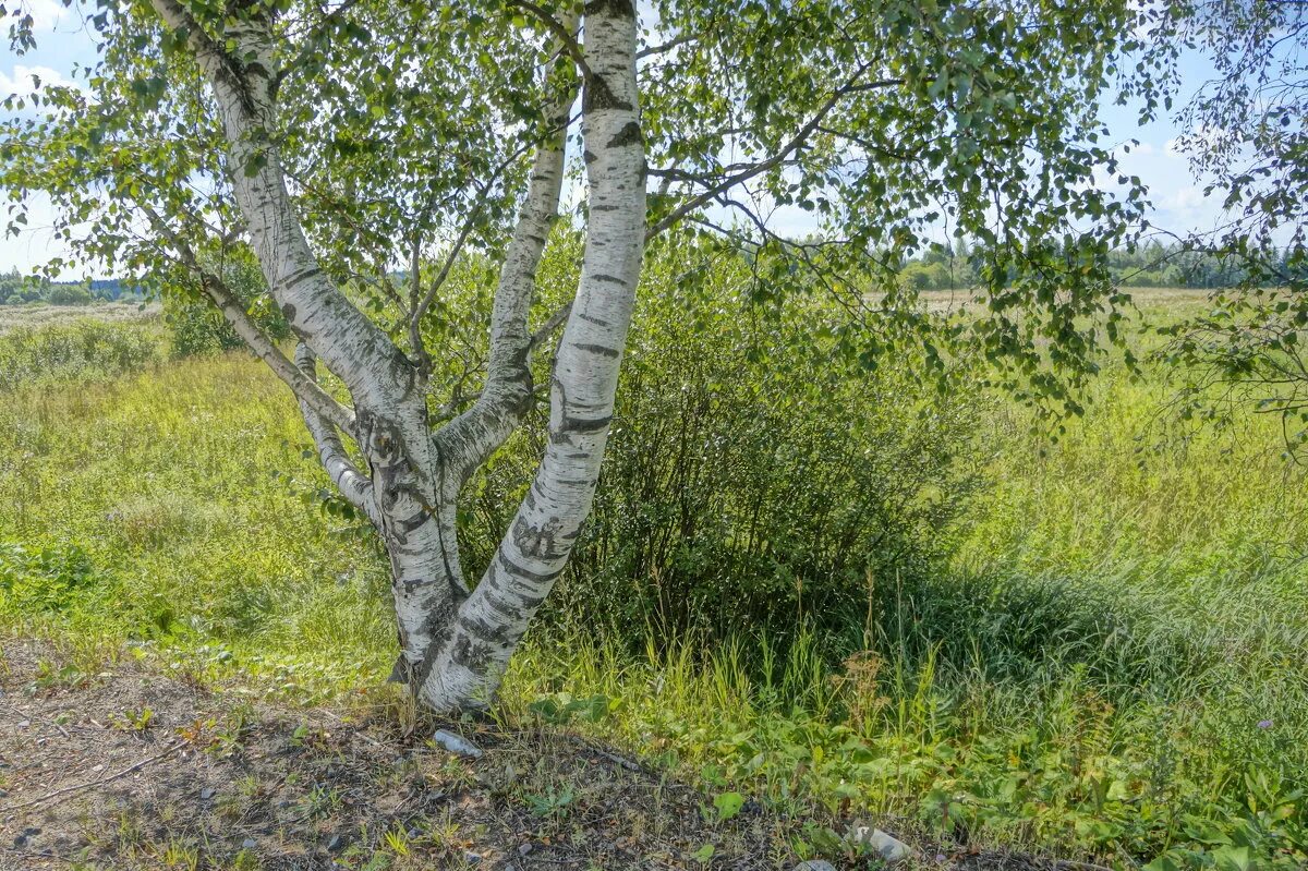 Карельская береза фото в природе Карельская береза (26 фото): изделия из древесины, текстура, где растет дерево, 