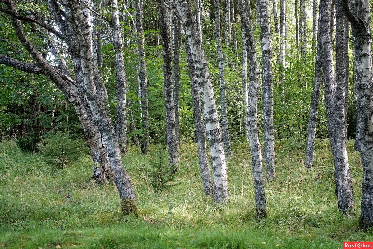 Карельская береза фото в природе Фото: Карельские березы, те самые.. Ирина Гладкова. Путешествия. Фотосайт Расфок