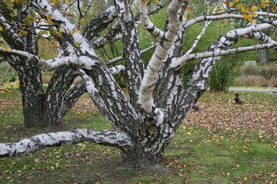 Карельская береза фото в природе Береза карельская (Betula pendula var. carelica)