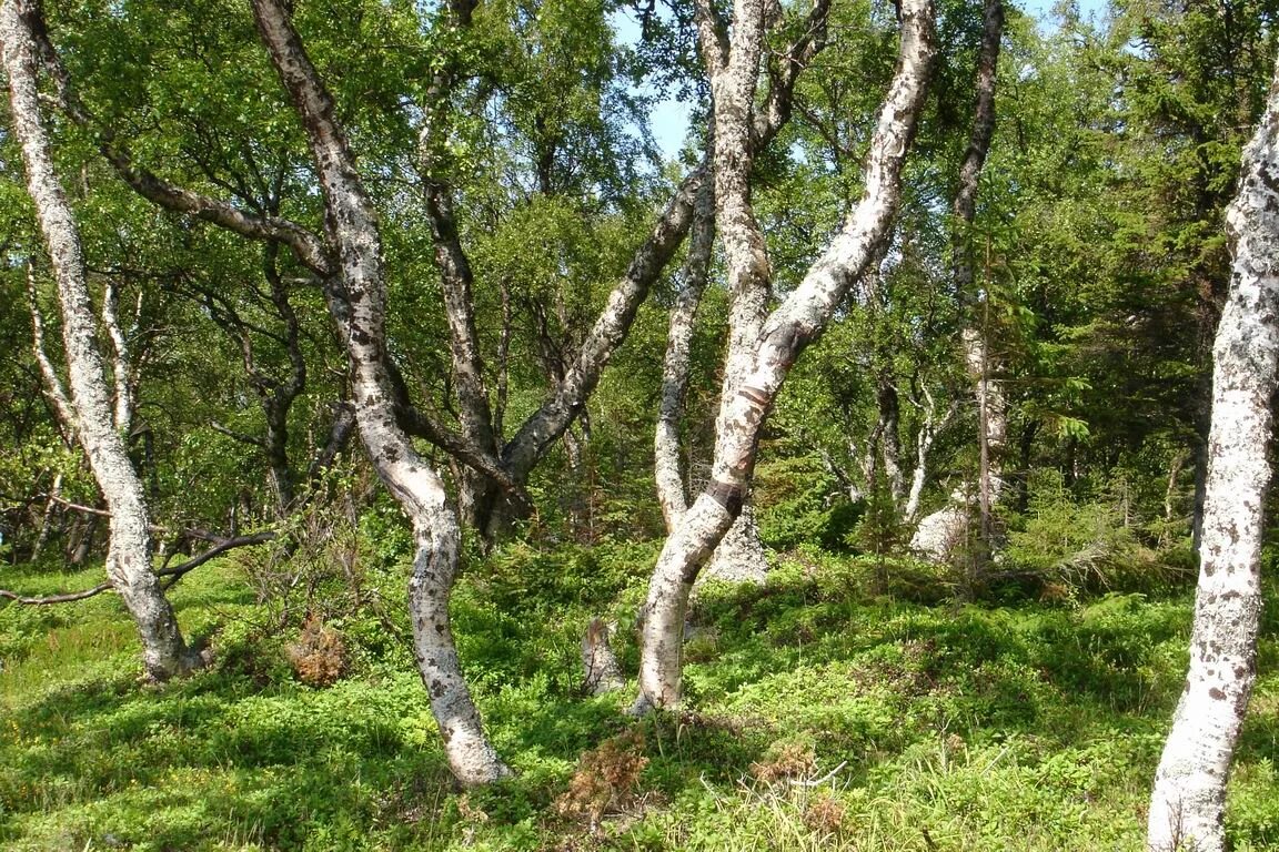 Карельская береза фото в природе Глава 9 - Карелия, Кижи - Карачинские