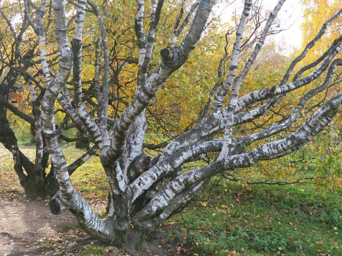Карельская береза фото в природе Карельская береза в красной книге фото - DelaDom.ru