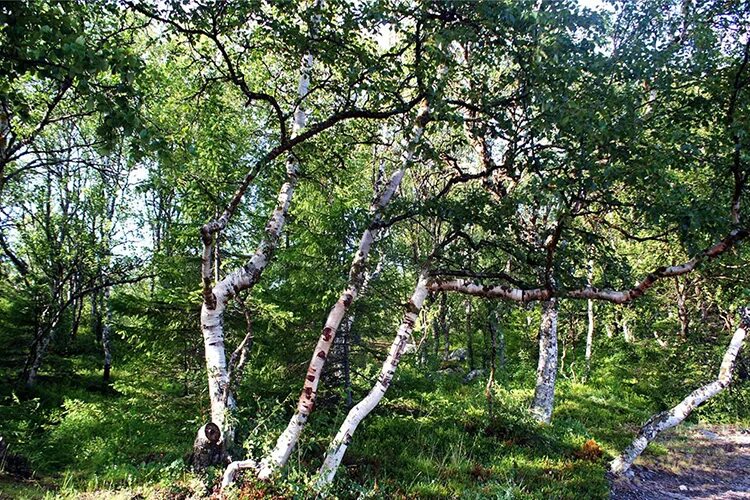 Карельская береза фото в природе Береза повислая карельская (Betula pendula var. carelica) С40 - Питомник Летний 