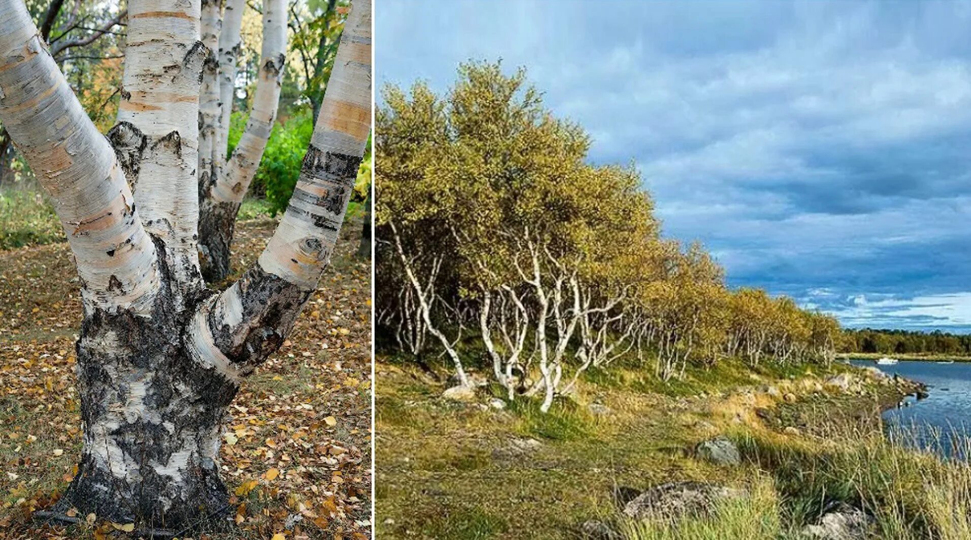 Карельская береза фото в природе Карельская береза в красной книге фото - DelaDom.ru