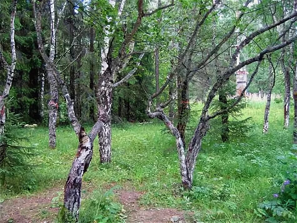 Карельская береза фото в природе Карельскую березу снова запретили истреблять - МК