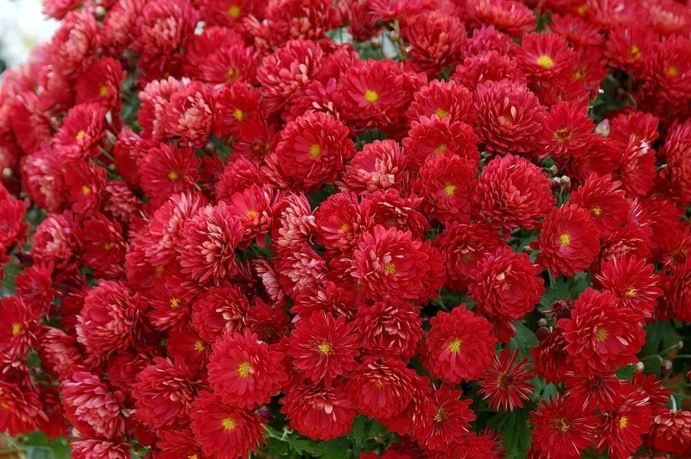 Карельские хризантемы фото Electronics, Cars, Fashion, Collectibles, Coupons and More eBay Plant seedlings,