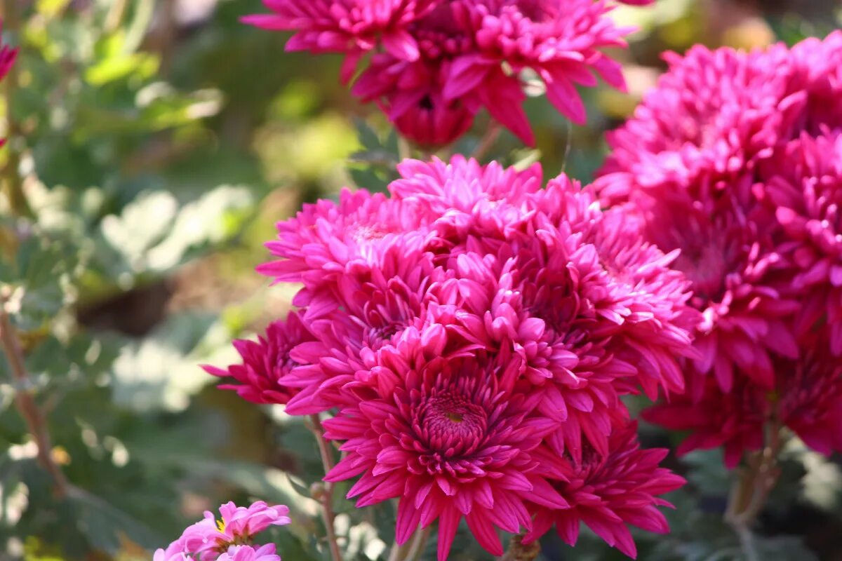 Карельские хризантемы фото Gambar : mekar, menanam, daun bunga, makro, botani, berwarna merah muda, Flora, 