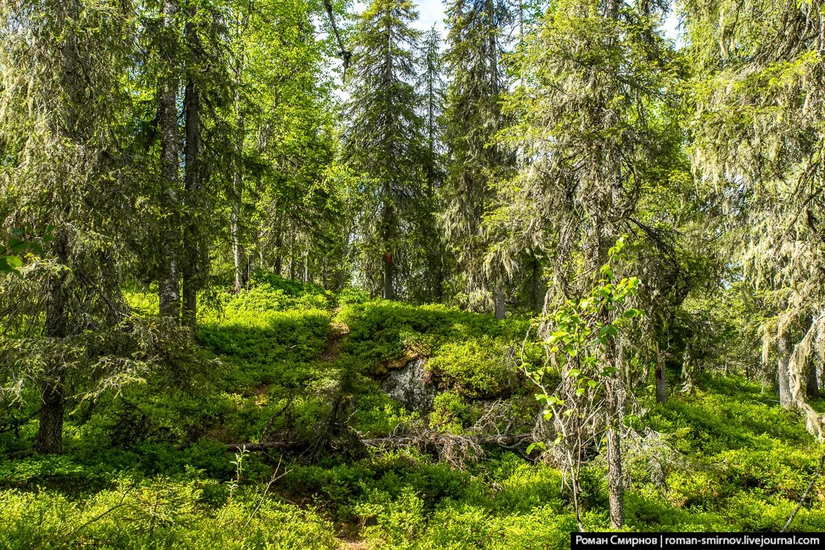 Карельский лес фото Заповедная Карелия. Паанаярви. Астерваярвская тропа.: roman_smirnov - ЖЖ