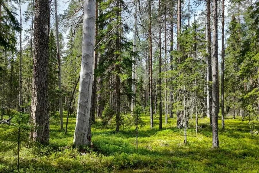 Карельский лес фото Эти рубки незаконны". В Карелии уничтожают лес с краснокнижными животными - из-з