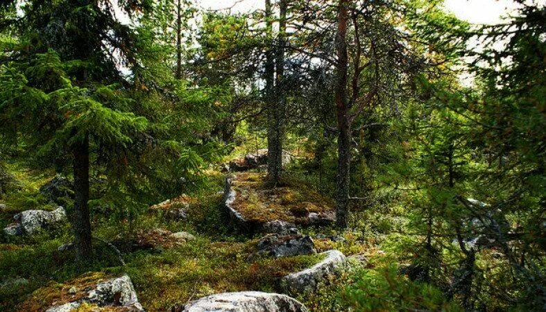 Карельский лес фото Корпоративный тур в Карелию * Спортивный * Пейнтбол