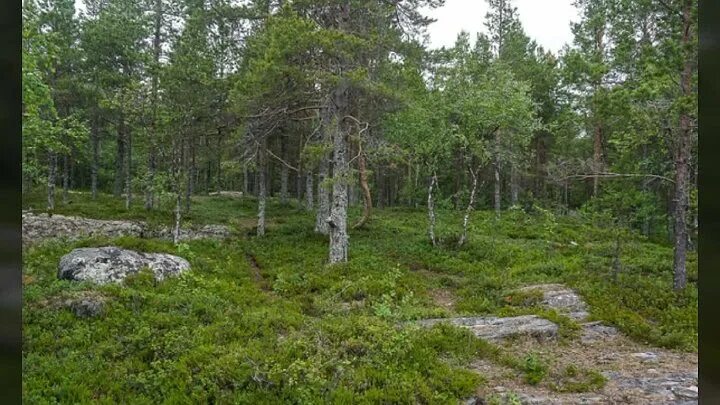 Карельский лес фото Александр Солодких - Заметки OK.RU