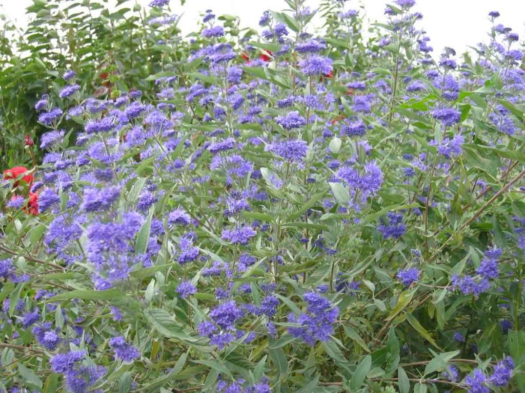 Кареоптерис фото и описание кустарника Caryopteris clandonensis (Kékszakáll) Blue plants, Blue garden, Late summer flow
