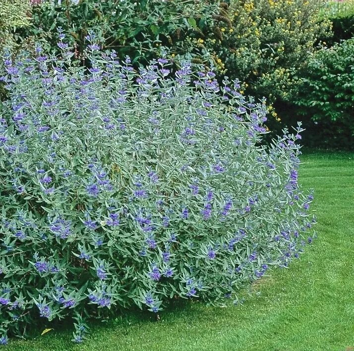 Кареоптерис фото и описание кустарника Bartblume - Caryopteris cland. Grand Bleu online kaufen