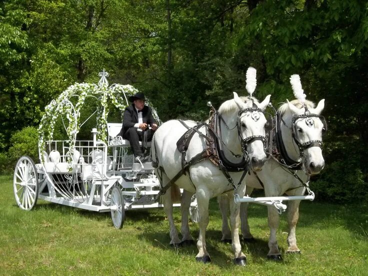 Карета с лошадьми фото white horses Horse and carriage wedding, Wedding carriage, Horse carriage rides