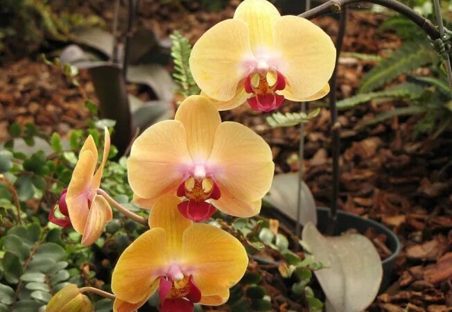 Карибская мечта орхидея фото и описание orhidee Flowers perennials, Flower garden, Flowers