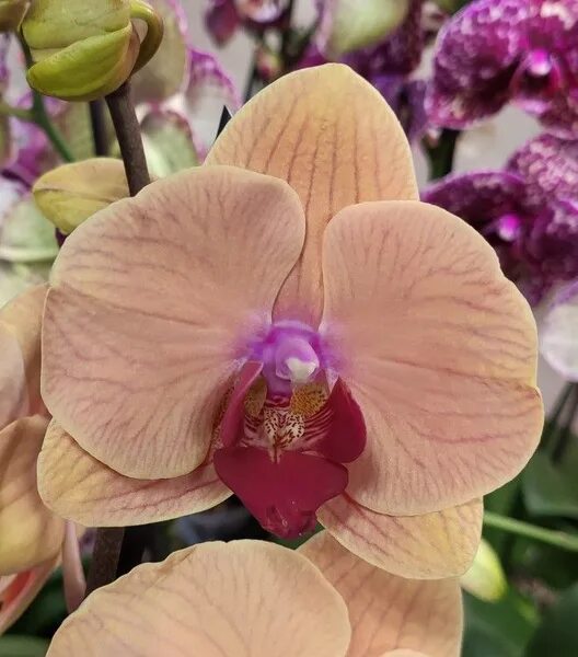 Карибская мечта орхидея фото и описание Фаленопсис, Орхидея Фаленопсис Orchid22 Орхидея Phalaenopsis Caribbean Dream(отц
