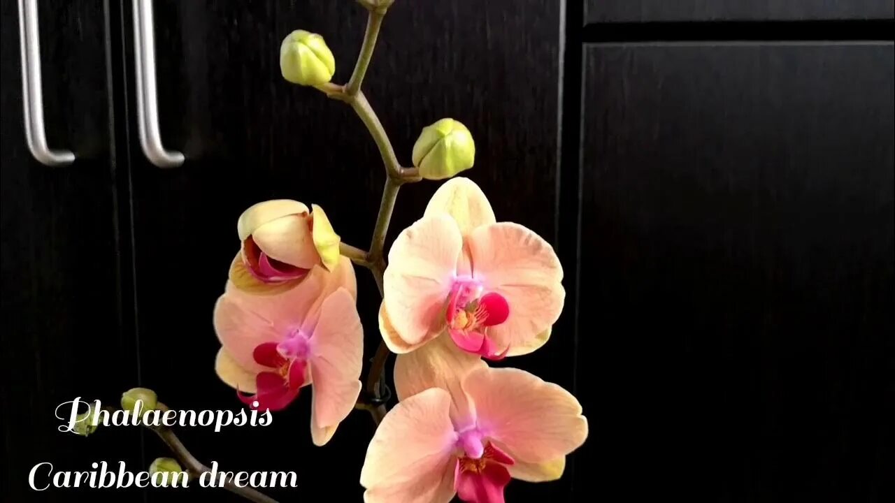 Карибская мечта орхидея фото и описание Phalaenopsis Caribbean dream (Карибская мечта) - YouTube