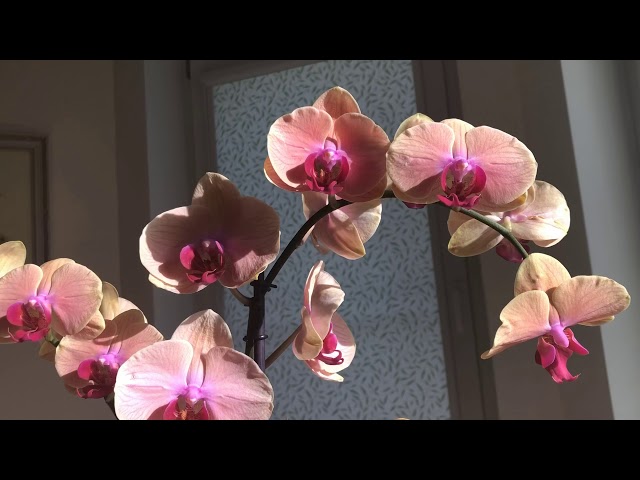 Карибская мечта орхидея фото и описание Орхидея caribbean dream фото и описание сорта фото
