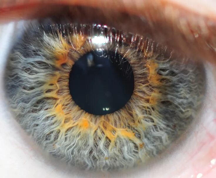 Карие глаза фото радужки My Eye by Michael Mckinney 500px Cool eyes, Iris eye, Human eye