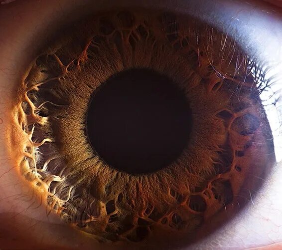 Карие глаза фото радужки eye in macro photo Macro photos, Macro, Eyes