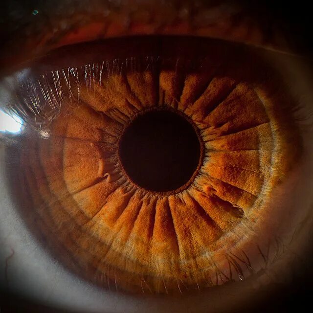 Карие глаза фото радужки Amazing Close-up Photographs of the Human Eye and How to Make Them Yourself Eye 