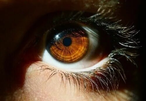 Карие глаза на солнце фото x (500 × 345) Brown eyes aesthetic, Eye photography, Aesthetic eyes