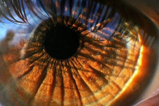 Карие глаза на солнце фото El ojo de catwomancristi Eye photography, Eye close up, Macro photography eyes