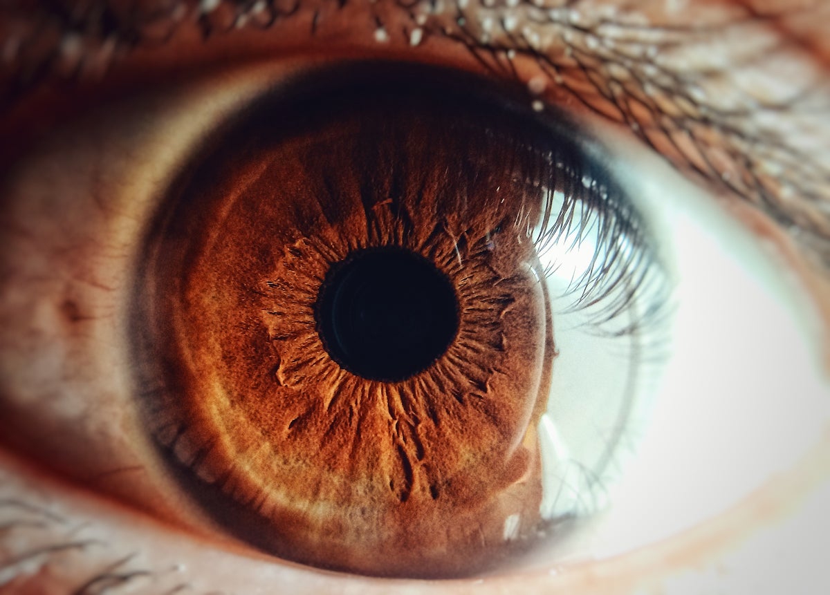 Карие глаза на солнце фото Meet the Eye Microbiome Scientific American