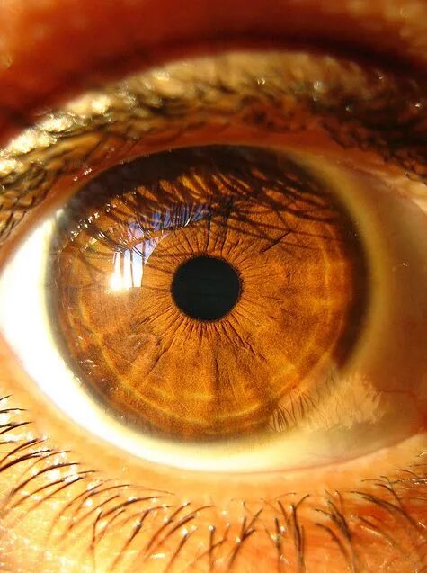 Карие глаза на солнце фото Honey iris. Eye photography, Brown eyes aesthetic, Eye pictures