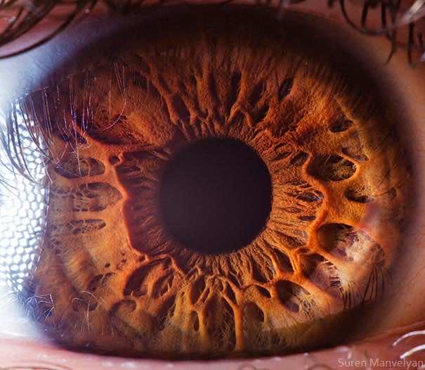 Карие глаза на солнце фото Mesmerizing Images Capture The Fascinating Complexity Of The