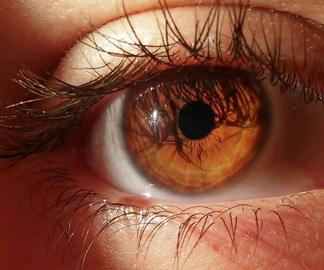 Карие глаза у человека фото Pin on Ester's Brown eyes aesthetic, Aesthetic eyes, Amber eyes
