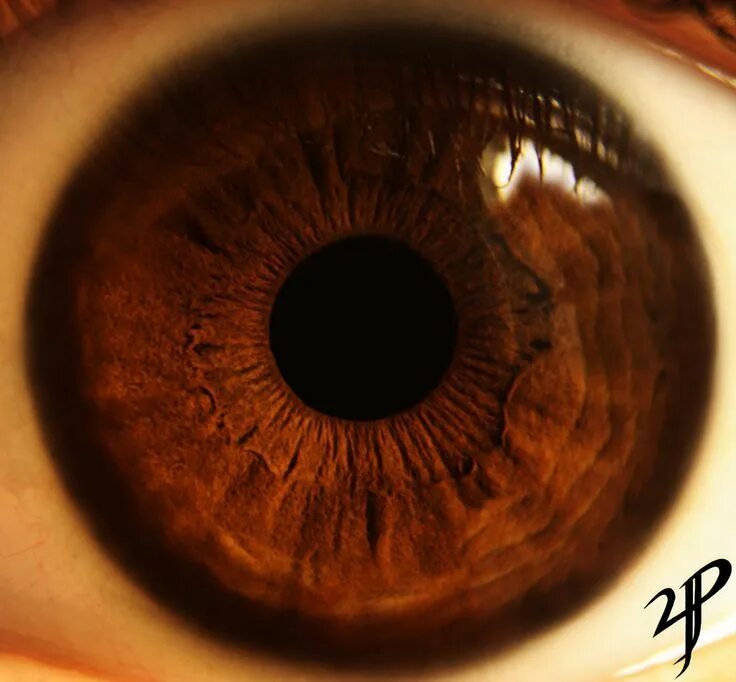 Карие глаза у человека фото Image result for dark brown eye close up Brown eyes aesthetic, Rare eye colors, 