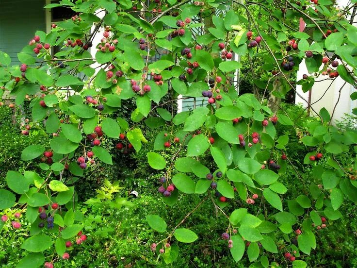 Карина ягода дерево фото Top Thirty Wild Foods in Western North Carolina Edible wild plants, Edible lands