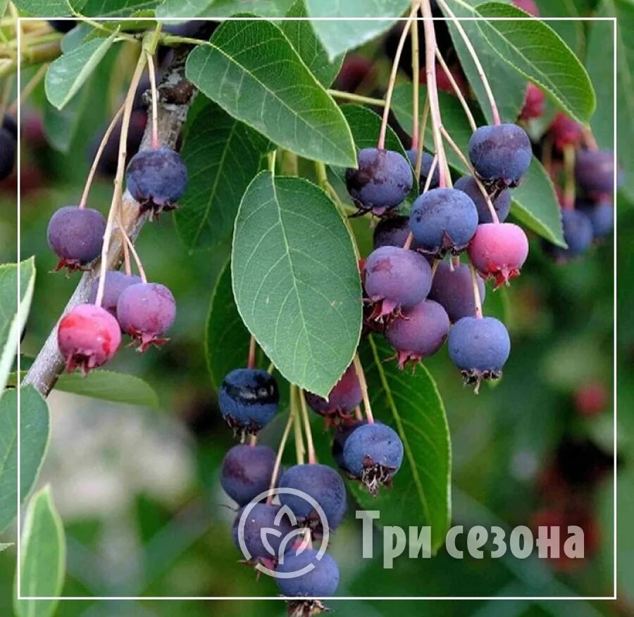 Карина ягода дерево фото Ирга канадская "Балерина" купить саженцы в Нижнем Новгороде.