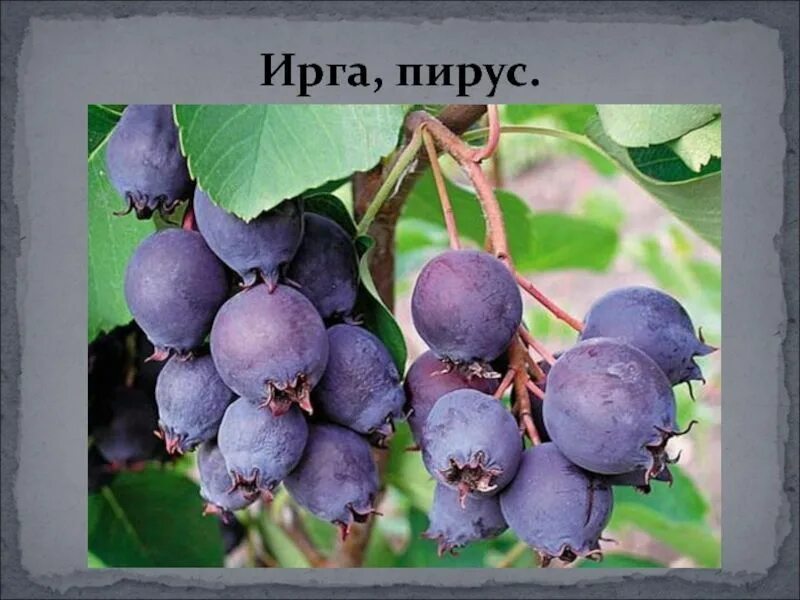 Карина ягода дерево фото Клубни Ирга купить по выгодной цене в интернет-магазине OZON (1196836051)