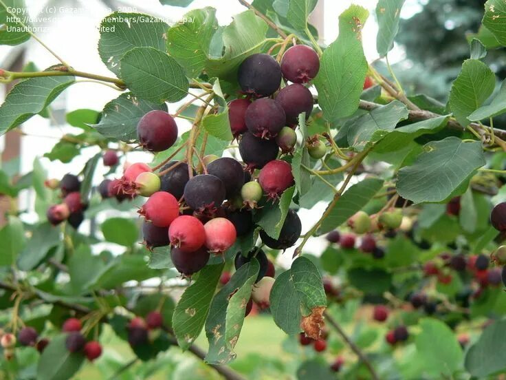 Карина ягода дерево фото Amelanchier canadensis Landscaping plants, Landscape services, Plants