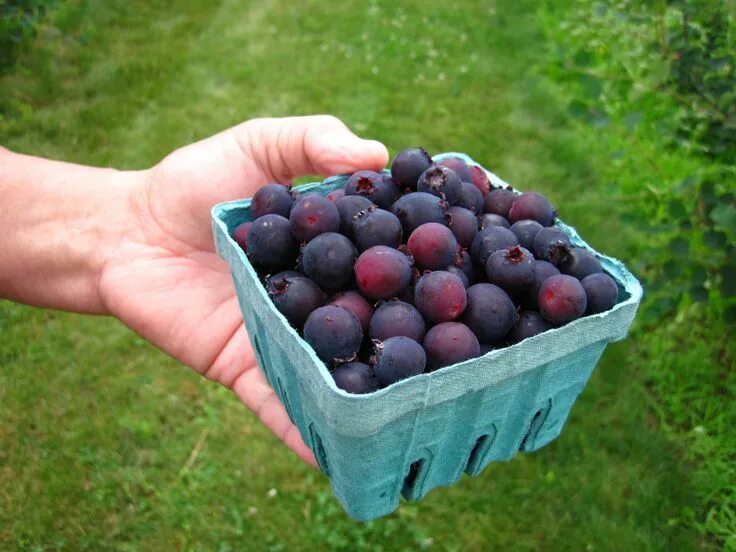 Карина ягода дерево фото Americans Want This Canadian Berry's Name Changed Saskatoon berry, Berries, Blue